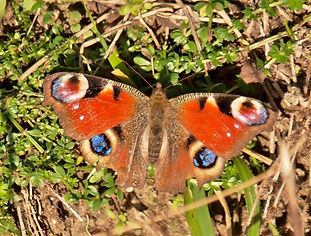 Peacock Kay Shaw.jpg