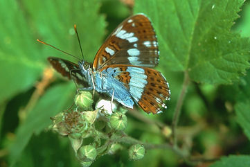 Male White Admiral on Blackberry flowers
