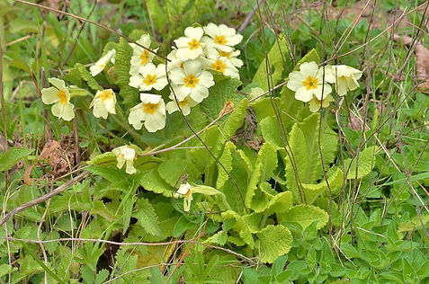 Primrose April 2014 (2).jpg