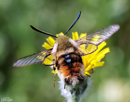 Narrow-bordered bee hawk moth Mick Rock Andover 2026.jpg
