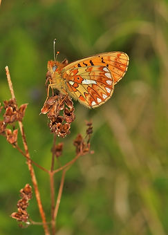 Pearl-Bordered Fritillary Porton Down Ma