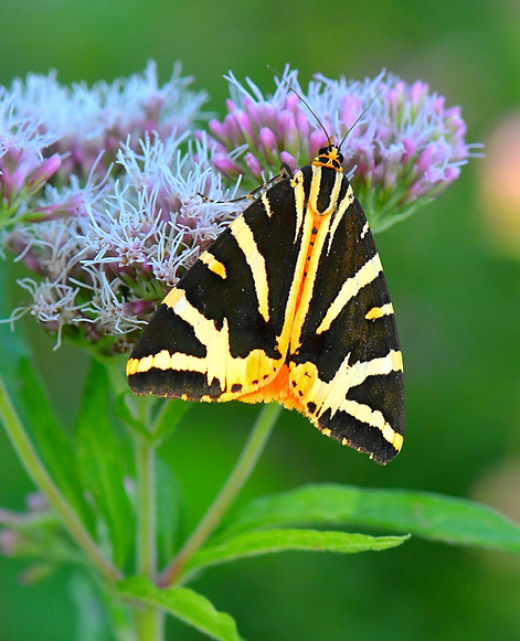 DSC_1707_edited.jpg