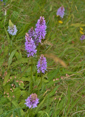 Common Spotted Orchids Butser Hill June