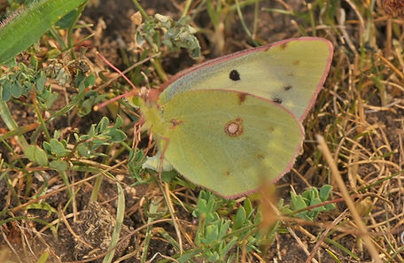 Female Clouded Yellow laying eggs.jpg