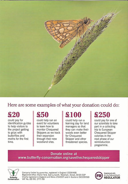 Chequered Skipper A Re-introduction website 30002 (2).jpg