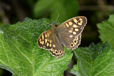 Speckled Wood.JPG
