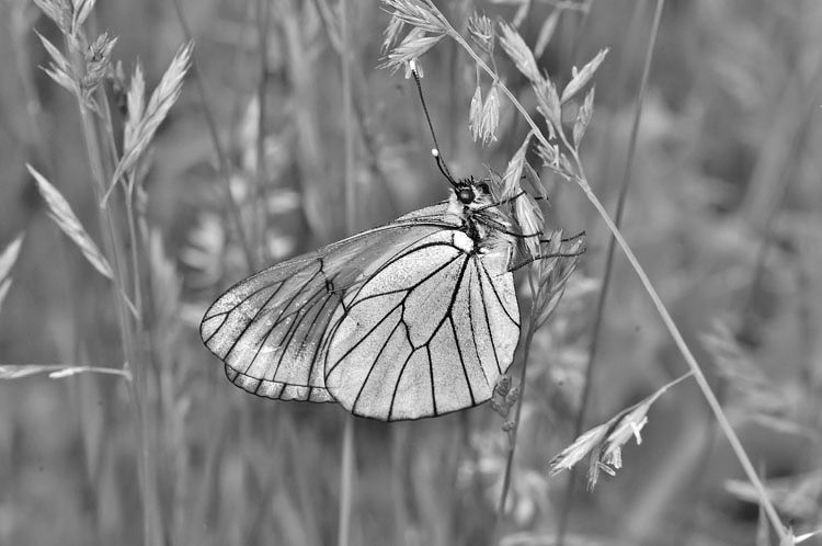 Black-Veined White- Ashley Whitlock.jpg