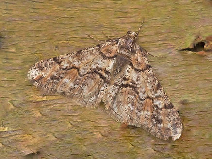 Spring Usher moth 1.jpg