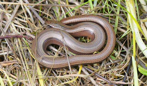 Slow Worm Oxenbourne Down April 2024.JPG