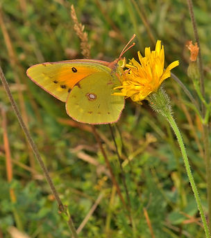 DSC_6557.JPG