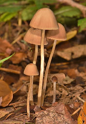 DSC_7987.JPG
