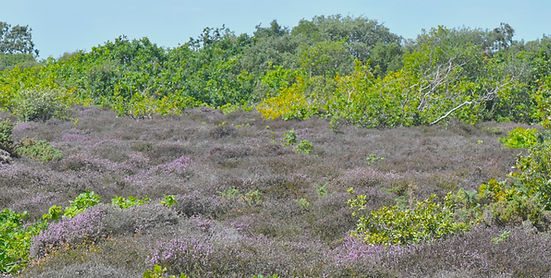 DSC_1756.JPG