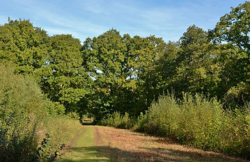 Walters Copse Isle of Wight (2) (1024x682).jpg