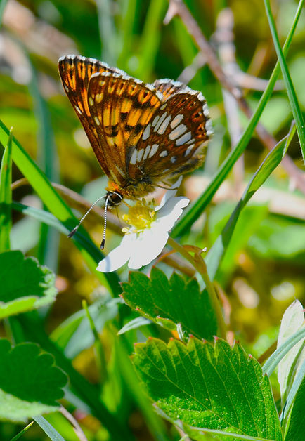 DSC_4466.JPG
