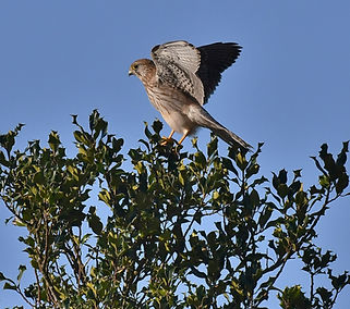 DSC_4454.JPG