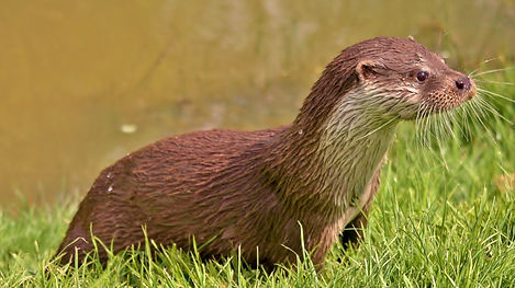 Otter.jpg