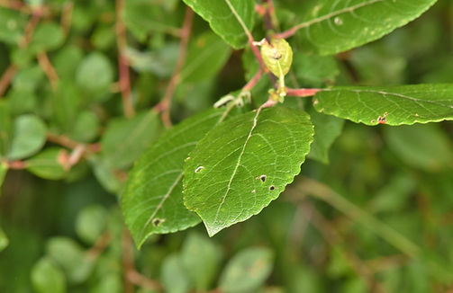 DSC_6425 (1024x683).jpg