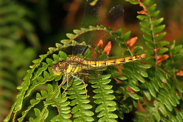 DSC_5027.JPG