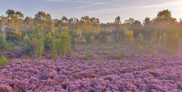 New Forest Heathland 4.jpg