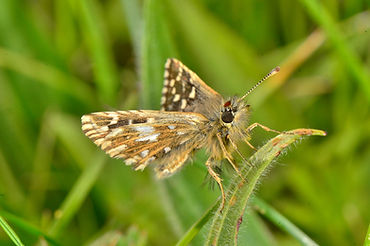 DSC_6318.JPG