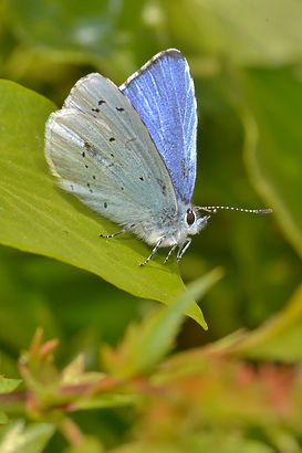 DSC_1839 (683x1024).jpg