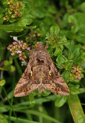 Silver 'Y' Moth.jpg
