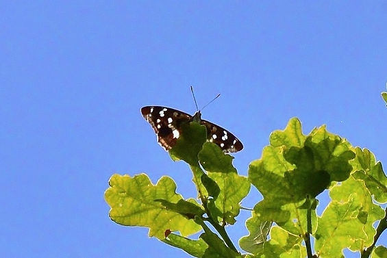 Purple Emperor on territory.jpg