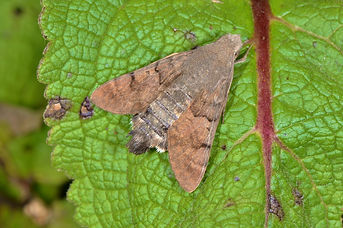 DSC_0636.JPG