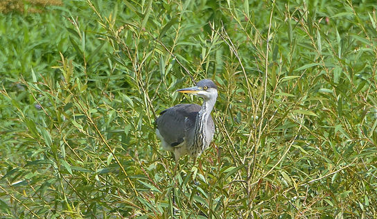 DSC_0421.JPG