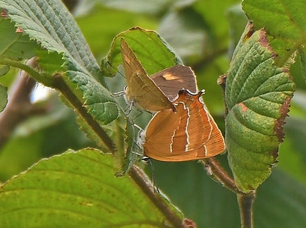 Brown Hairstreaks Mating by David Levy.jpg