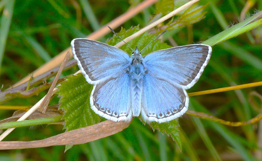 Chalkhill Blue Aug 2024.jpg