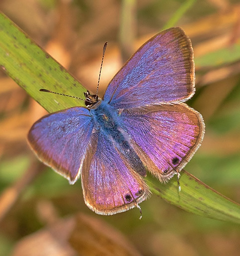 Long-tailedBlue15-07092020-1Paul_Wardley
