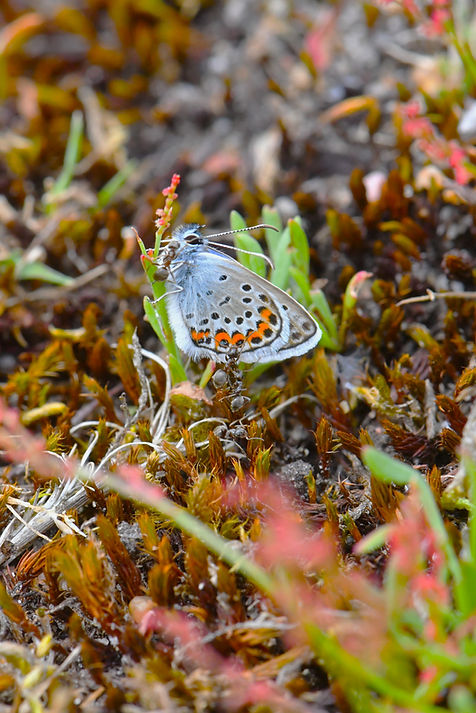DSC_0886.JPG