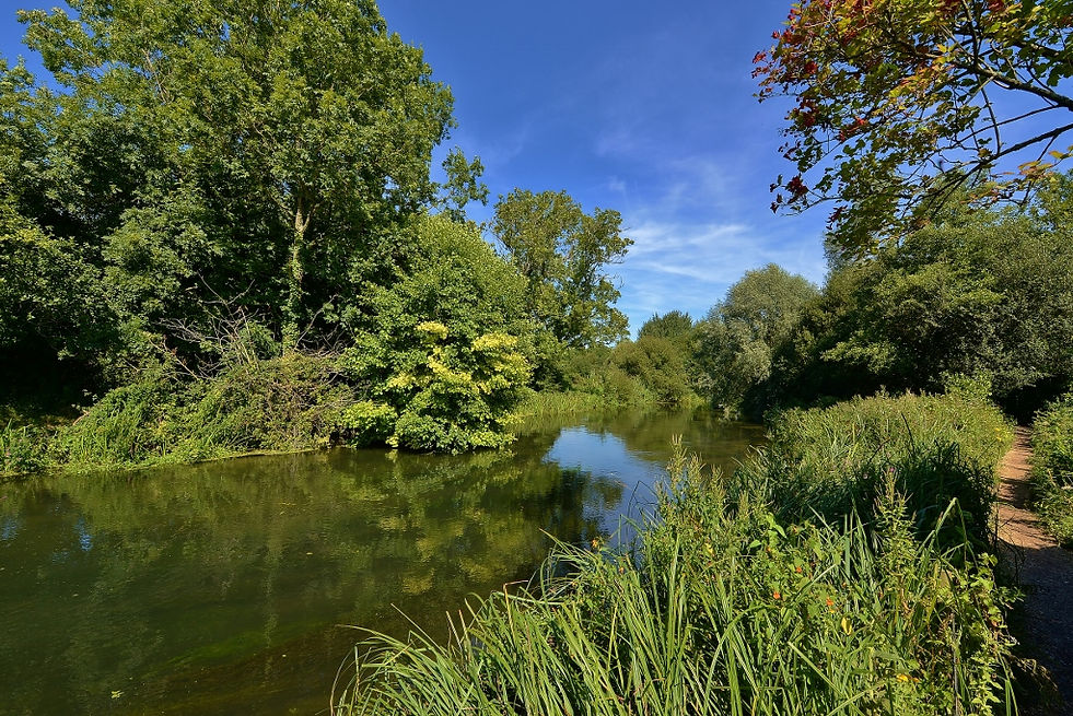 The River Itchen August 2015.jpg