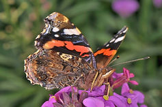 Red Admiral June 2014.jpg