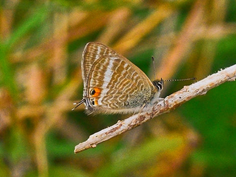 Long_Tailed_Blue4_Whitehawk_10Sep20blog_