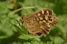 Speckled Wood April 2020.jpg