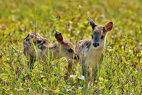 DSC_2106 (1024x683) (2).jpg