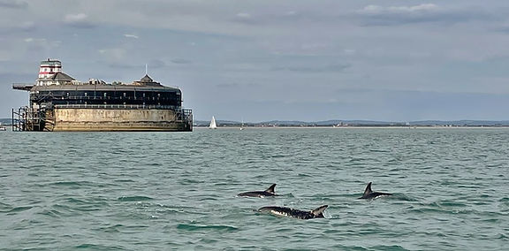 Portsmouth Dolphins 2.jpg