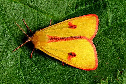 clouded buff moth_edited.jpg