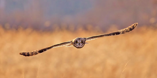 short eared owl 1.jpg
