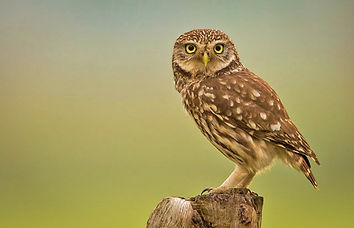 little-owl.jpg