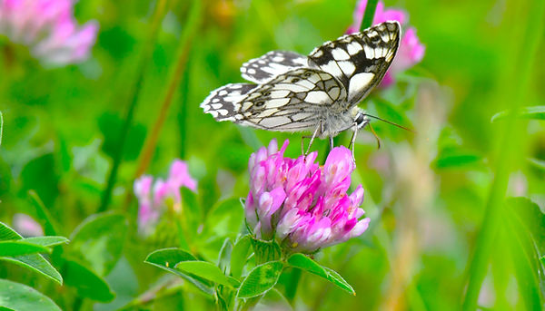 DSC_0969.JPG