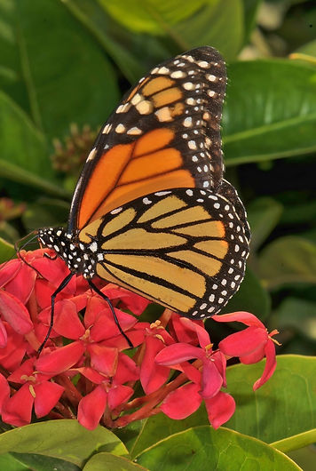 Monach Butterfly  St Lucia.jpg