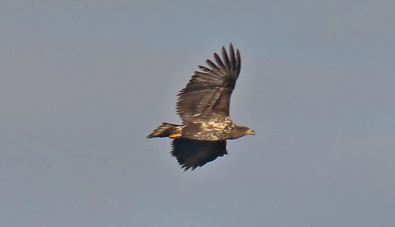Sea Eagle Nikki Kownacki.jpg