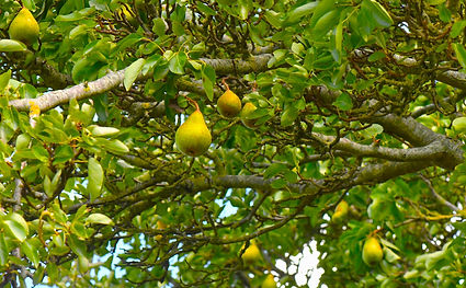 Pear Tree Large Tortoiseshell.JPG
