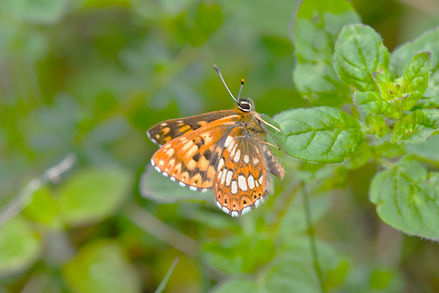 DSC_0728.JPG