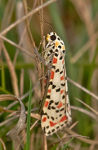 Crimson Speckled Moth.jpg