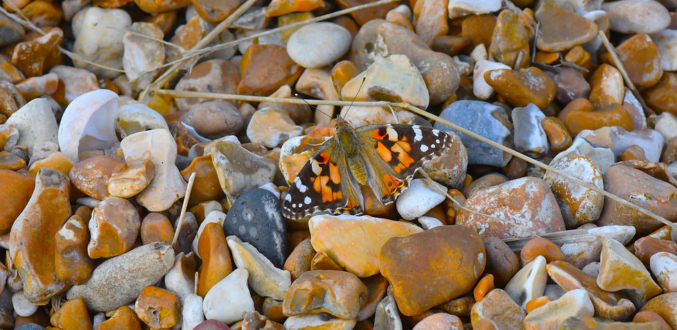 Painted Lady on the beach Sept 2025.JPG