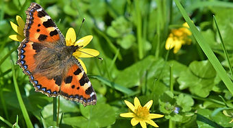 small tortoiseshell on celedine.JPG